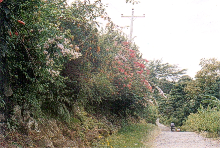 Sumatra0102 Sumatra0102